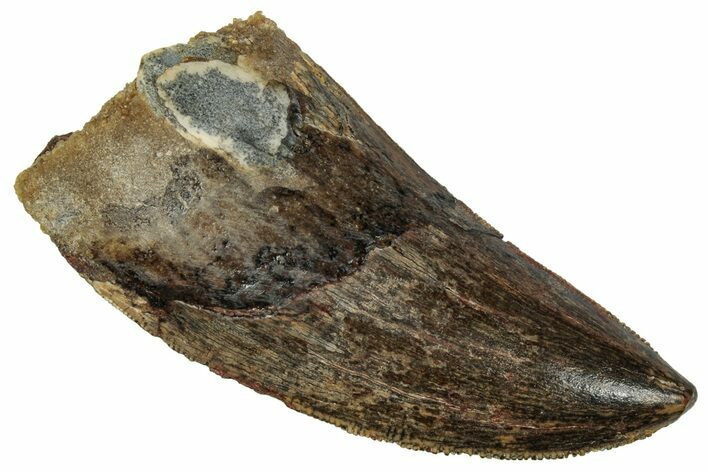 Serrated, Carcharodontosaurus Tooth - Real Dinosaur Tooth #241387